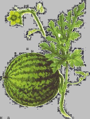 Water Melon - Citrullus vulgaris - Арбуз съедобный